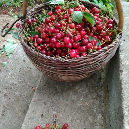 Njofra Apartman *